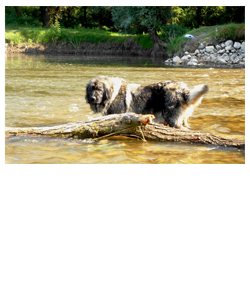 Ljeto na Dravi