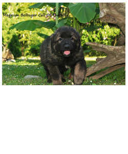 stenci-pro