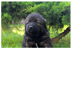 stenci